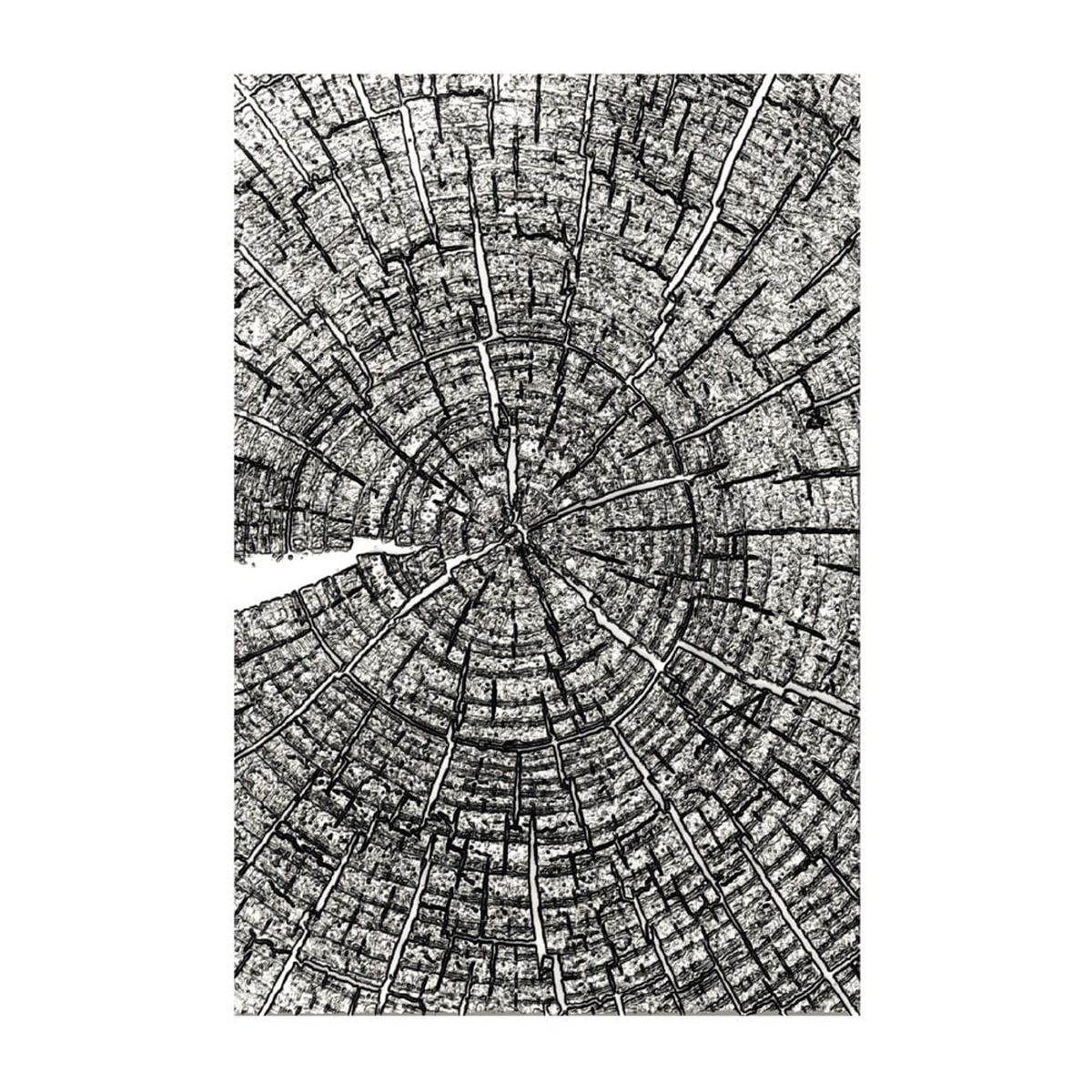 Tree Rings