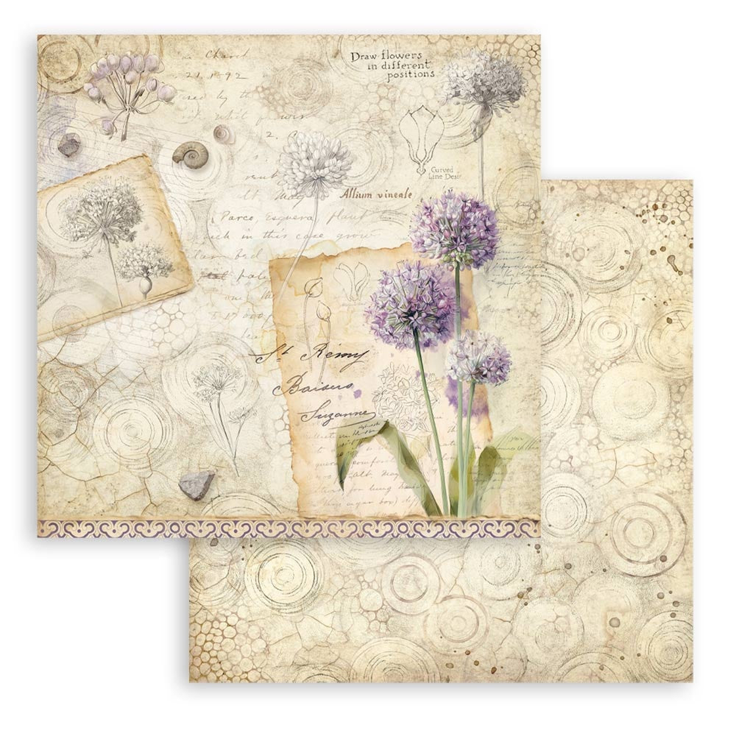 All Around - Allium