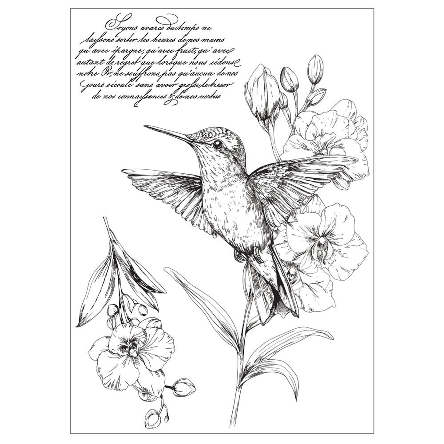 Hummingbird and Orchids