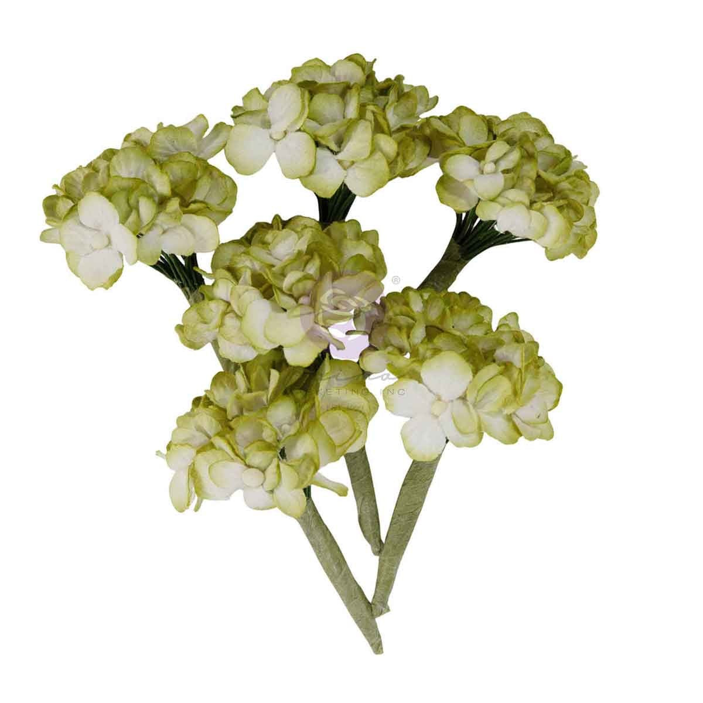 Homegrown Flowers Garden Hydrangea Mist