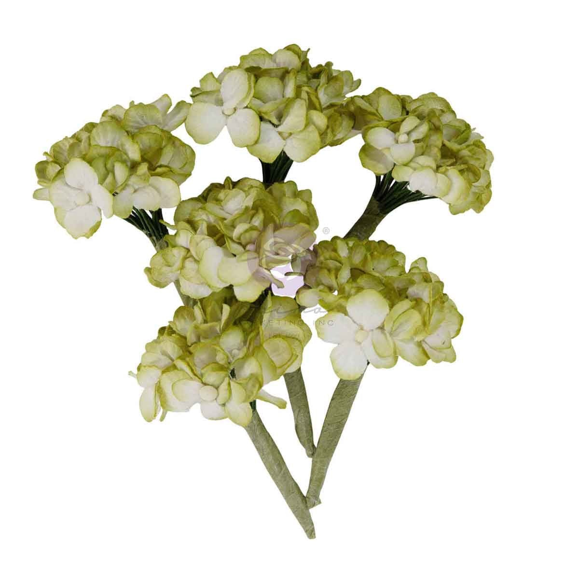 Homegrown Flowers Garden Hydrangea Mist