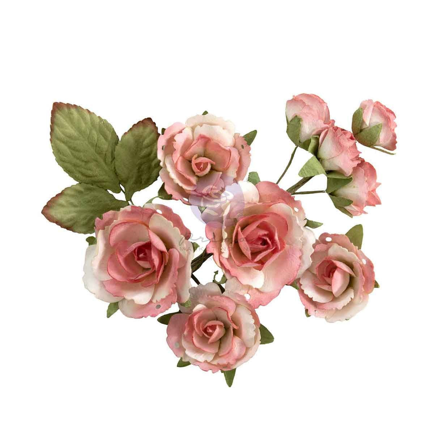 Homegrown Flowers Garden Rose Blush