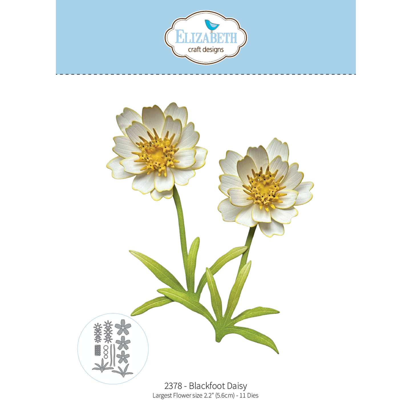 Bloom Wildly Blackfoot Daisy