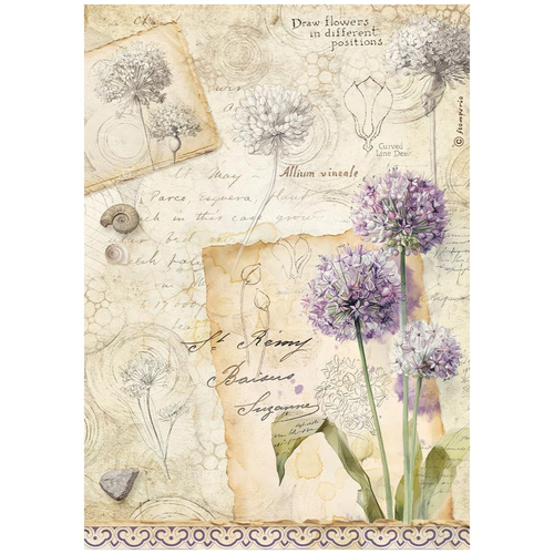 All Around- Allium