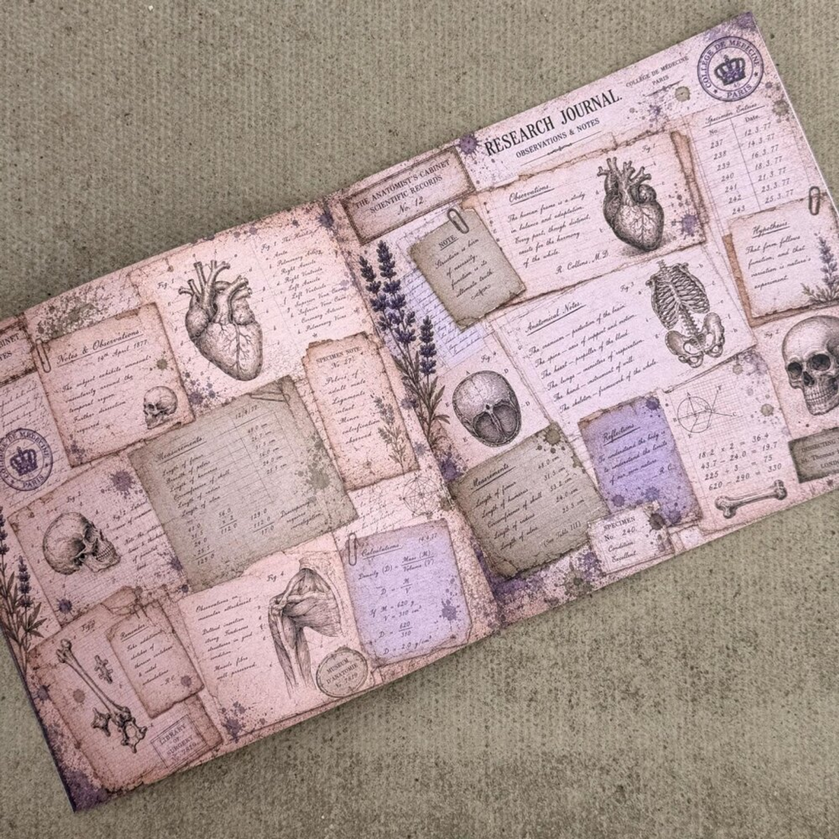 The Anatomist's Cabinet