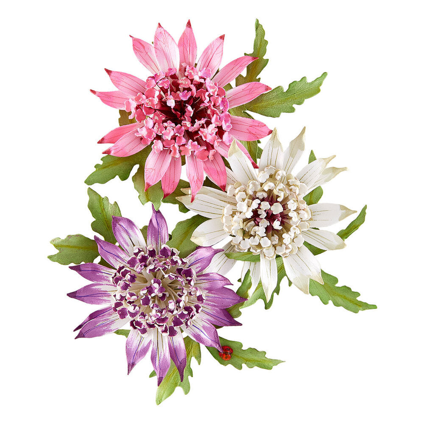 Serenity Garden Astrantiaby
