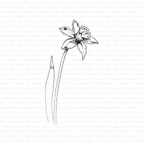 Daffodil